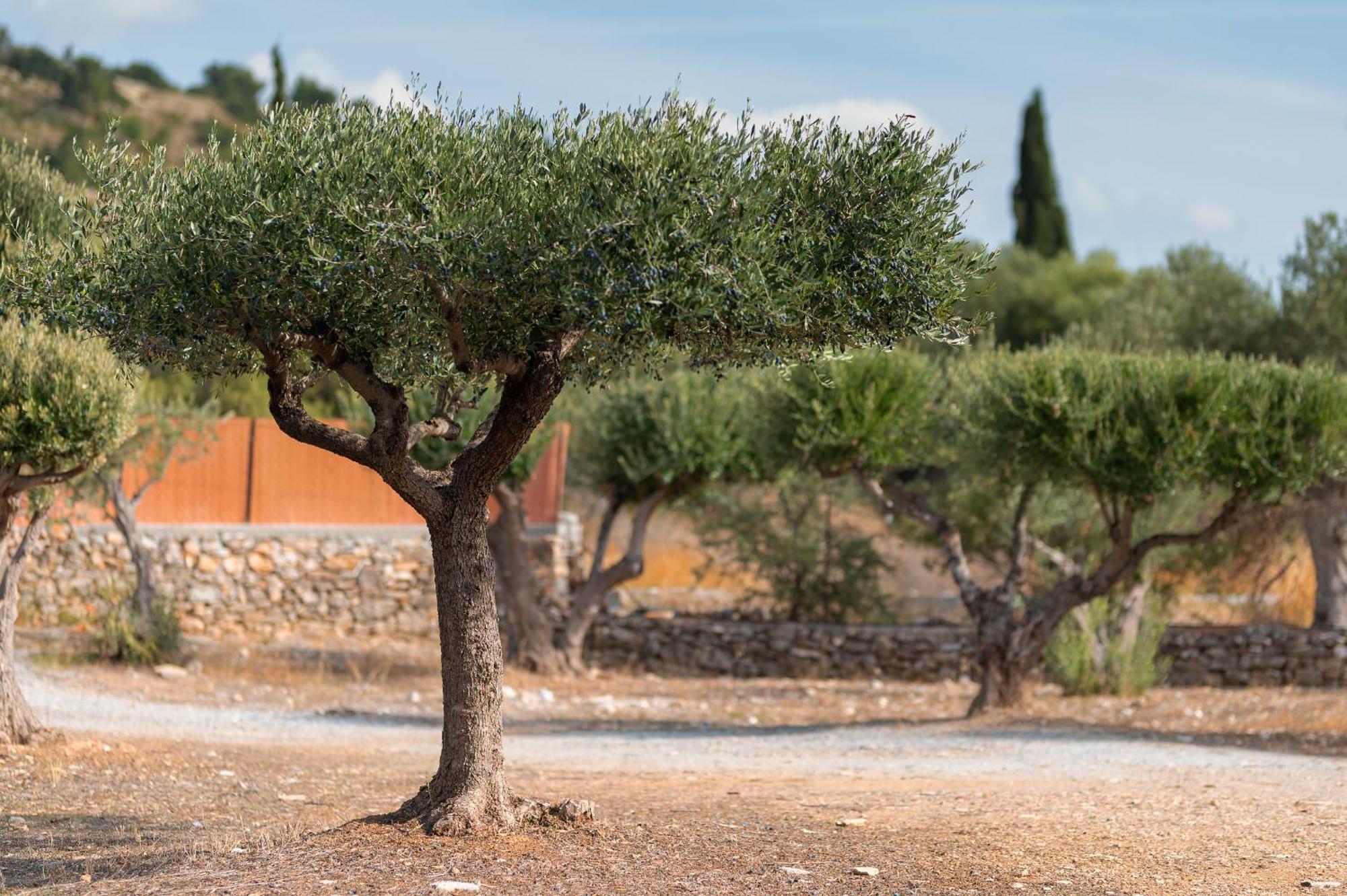 Ether Farmhouse Chora  Εξωτερικό φωτογραφία